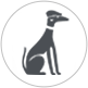 thewhippet
